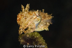Pygmy Cuttlefish , Ambon Bay. D300-60mm by Larry Polster 